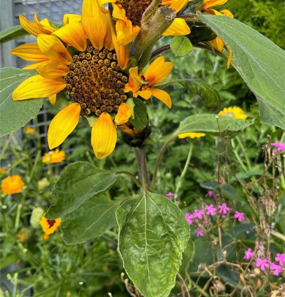The Sun