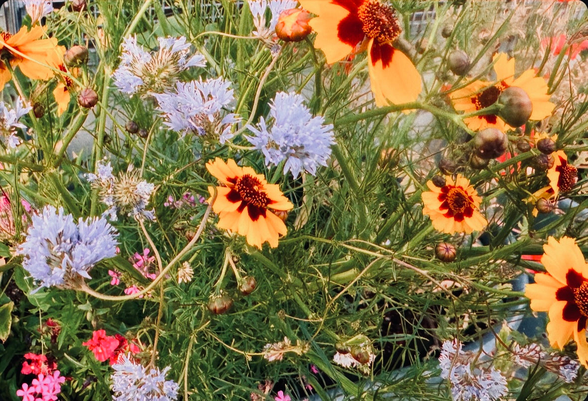 Dream Flowers