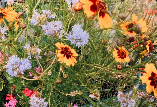 Dream Flowers